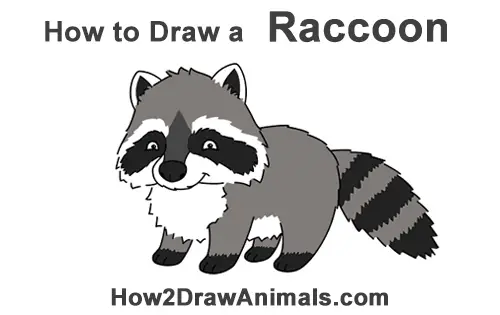 how to draw a raccoon cartoon