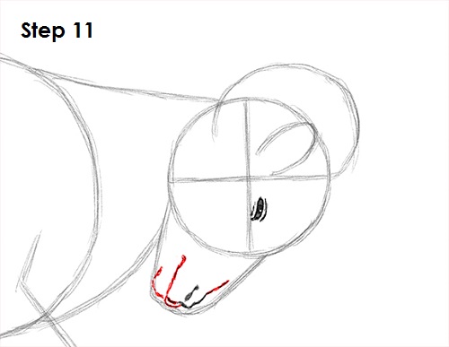 Bighorn Ram Drawing 11 Draw Bighorn Ram 11