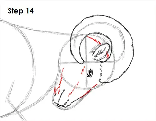 Bighorn Ram Drawing 14 Draw Bighorn Ram 14
