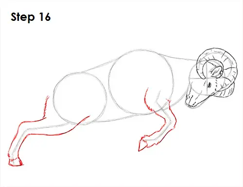 Bighorn Ram Drawing 16 Draw Bighorn Ram 16