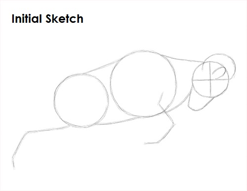 Bighorn Ram Drawing Initial Sketch Draw Bighorn Ram Initial Sketch
