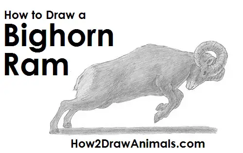Bighorn Ram Drawing Draw Bighorn Ram