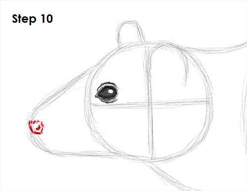 Rat Drawing 10 Draw Rat 10