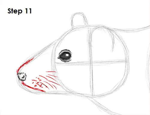 Rat Drawing 11 Draw Rat 11