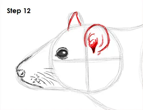Rat Drawing 12 Draw Rat 12