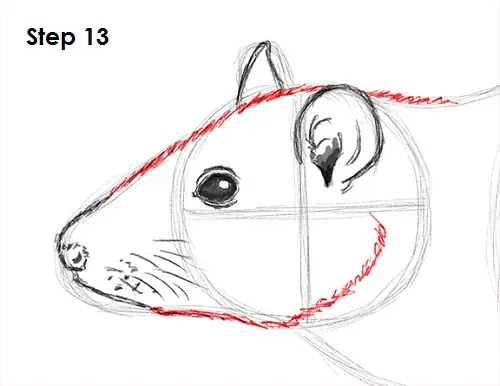 Rat Drawing 13 Draw Rat 13