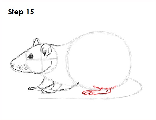 Rat Drawing 15 Draw Rat 15