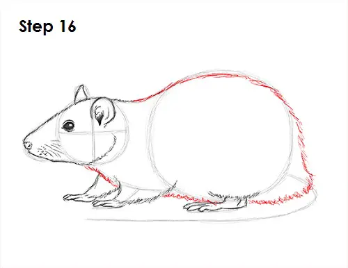 Rat Drawing 16 Draw Rat 16