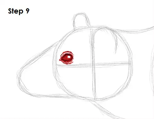 Rat Drawing 9 Draw Rat 9