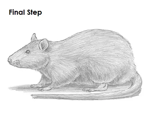 Rat Drawing Final Draw Rat Final