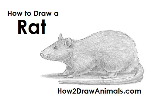 Rat Drawing Draw Rat