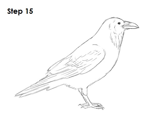 draw raven bird 15