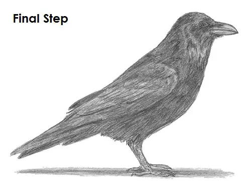 draw raven bird