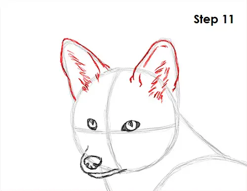 Red Fox Drawing 11 Draw Red Fox 11