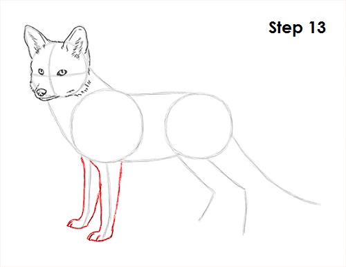 Red Fox Drawing 13 Draw Red Fox 13