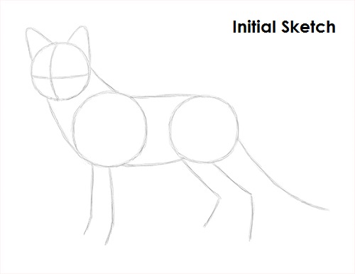 Red Fox Drawing Sketch Draw Red Fox Sketch