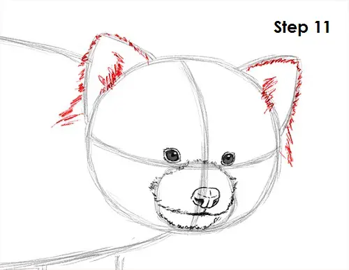 Red Panda Drawing 11 Draw Red Panda 11
