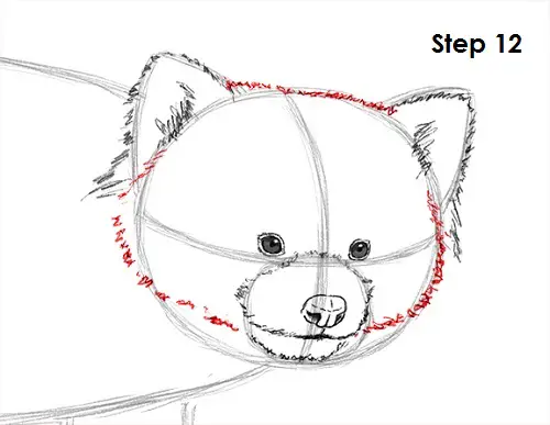 Red Panda Drawing 12 Draw Red Panda 12