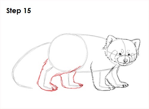 Red Panda Drawing 15 Draw Red Panda 15