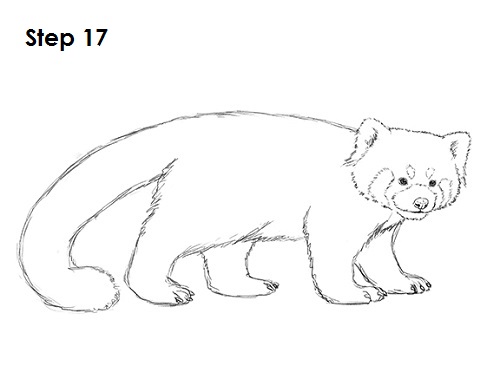 Red Panda Drawing 17 Draw Red Panda 17