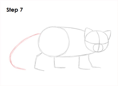 Red Panda Drawing 7 Draw Red Panda 7