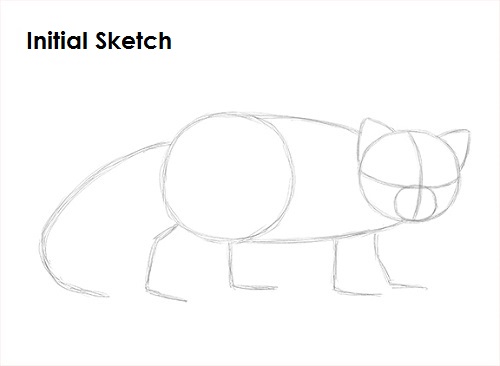 Red Panda Drawing Sketch Draw Red Panda Sketch