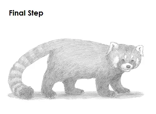 Red Panda Drawing Last Draw Red Panda Last