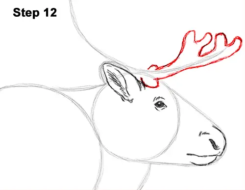draw reindeer caribou 12