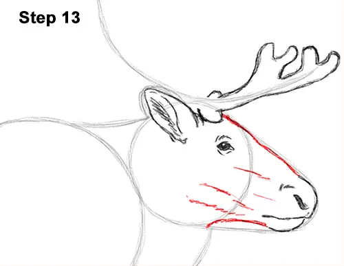 draw reindeer caribou 13