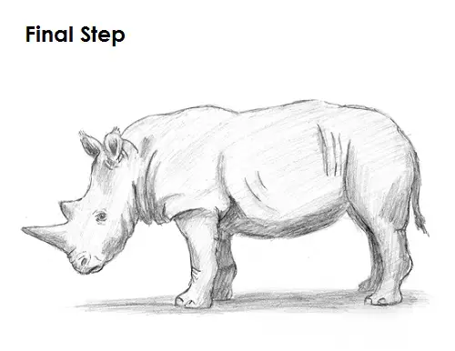 Rhinoceros Drawing Final Draw Rhinoceros Final