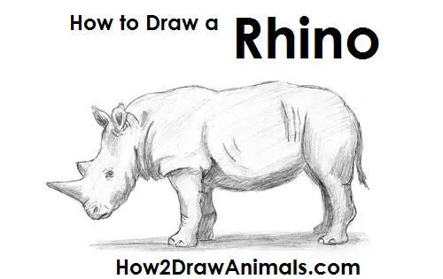 Rhinoceros Drawing Draw Rhinoceros