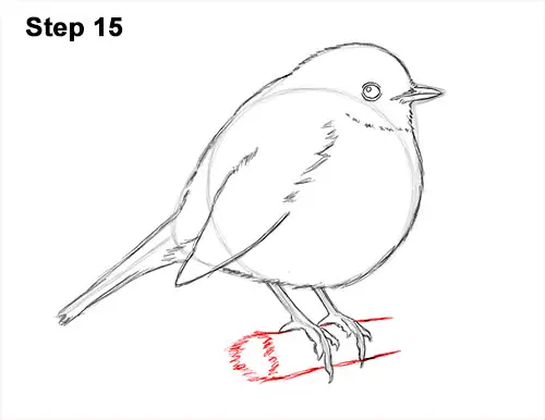 Line Drawing Robin : How to draw a robin european bird