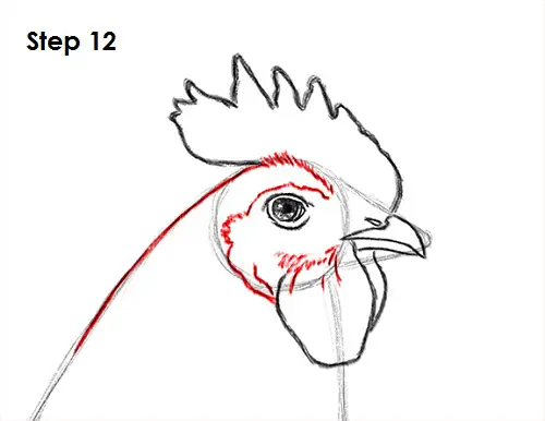 Rooster Drawing 12 Draw Rooster 12