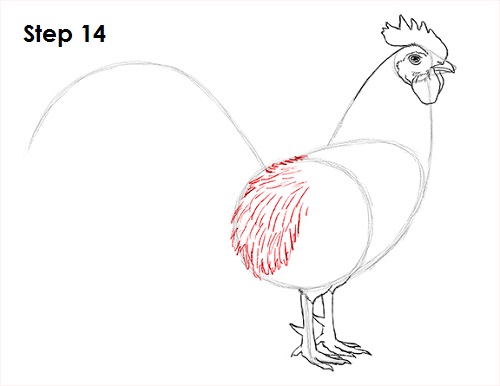 Rooster Drawing 14 Draw Rooster 14