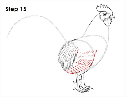 Rooster Drawing 15 Draw Rooster 15