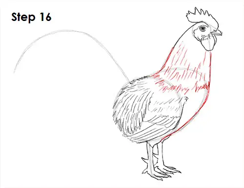Rooster Drawing 16 Draw Rooster 16