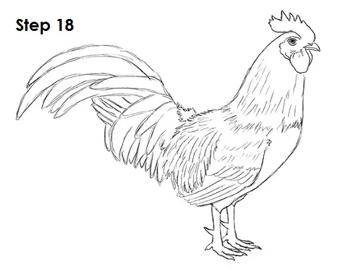 Rooster Drawing 18 Draw Rooster 18