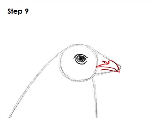 Rooster Drawing 9 Draw Rooster 9