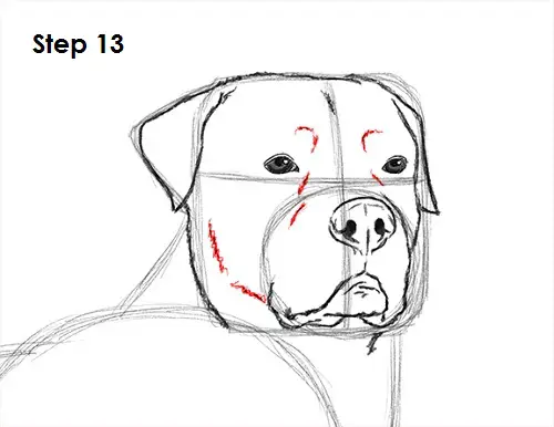Line Drawing Of A Dog S Face : How to draw a rottweiler