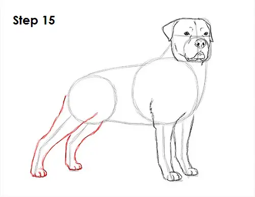 Rottweiler Drawing 15 Draw Rottweiler 15