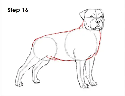 Rottweiler Drawing 16 Draw Rottweiler 16