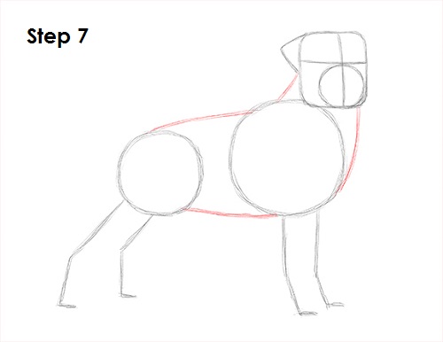 Rottweiler Drawing 7 Draw Rottweiler 7