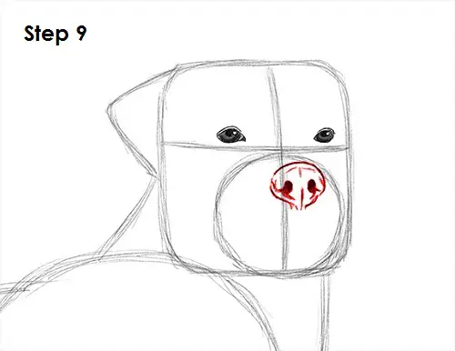 Rottweiler Drawing 9 Draw Rottweiler 9