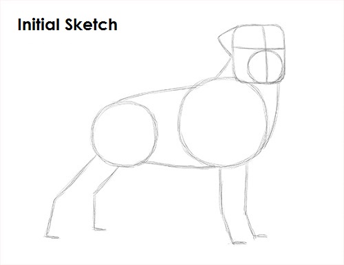 Rottweiler Drawing Sketch Draw Rottweiler Sketch