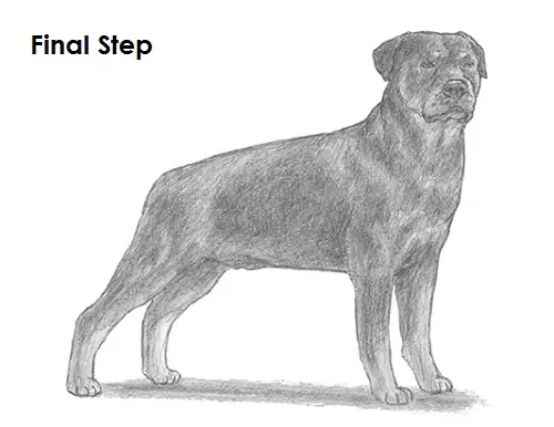 Rottweiler Drawing Draw Rottweiler Dog
