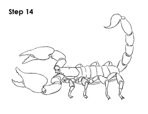 Scorpion Drawing 14 Draw Scorpion 14