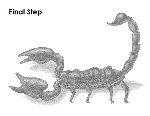 Scorpion Drawing Draw a Scorpion