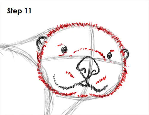Sea Otter Drawing 11 Draw Sea Otter 11