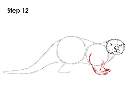 Sea Otter Drawing 12 Draw Sea Otter 12