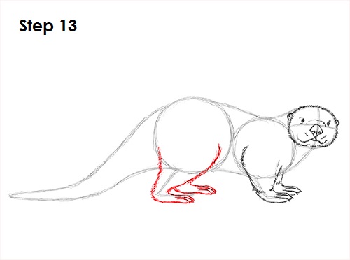 Sea Otter Drawing 13 Draw Sea Otter 13